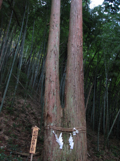 めおと杉