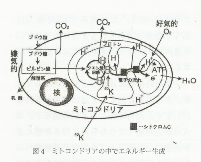 ｐ62