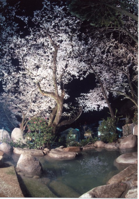 村杉露天風呂と桜