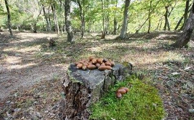 どんぐりの森