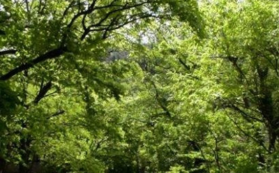 五頭山麓いこいの森